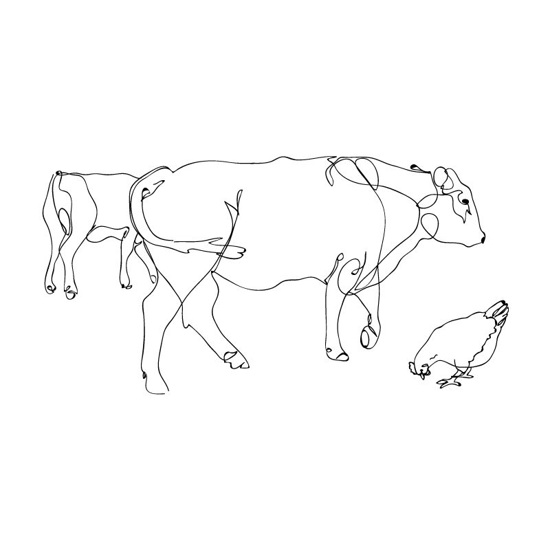 Cows